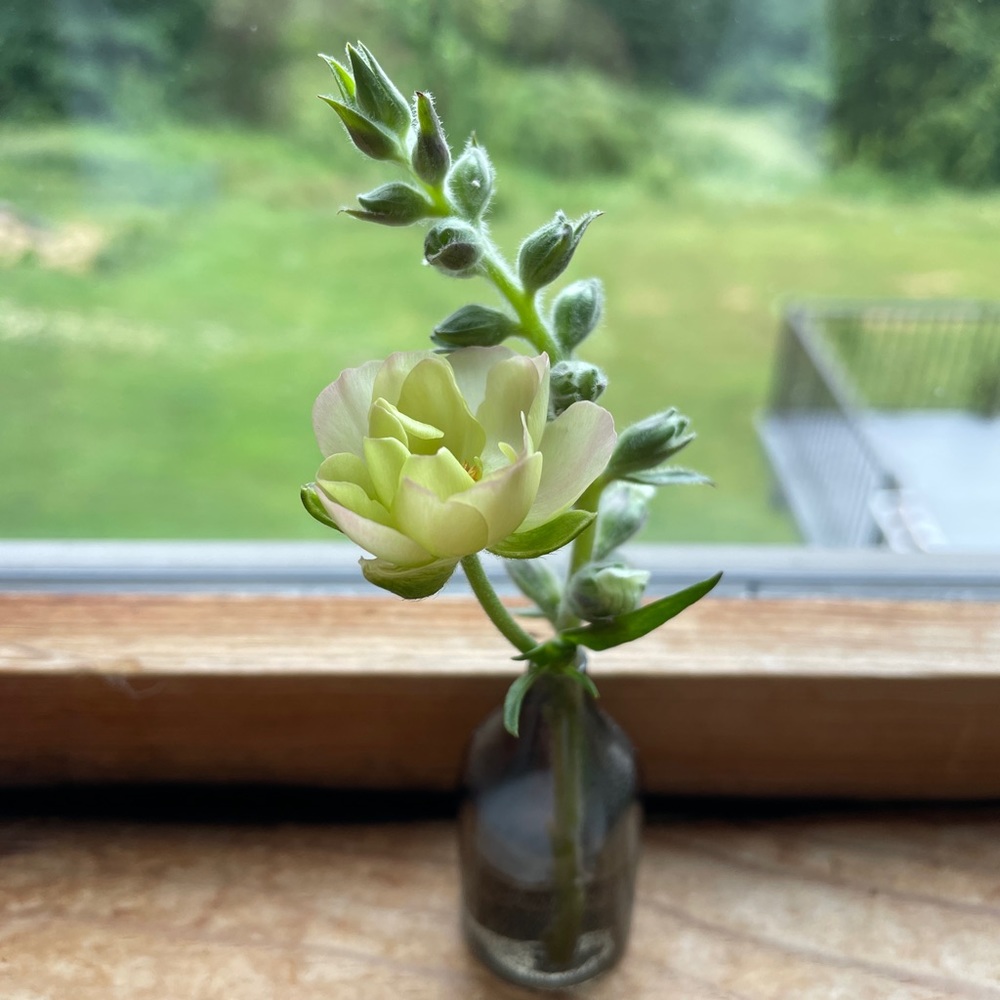 Meet your Posher, Mirrie